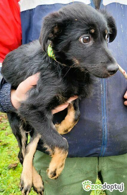 MILO - cudowny psiaczek szuka najlepszego domu