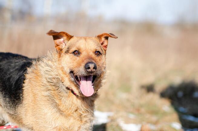 Kufel - fantastyczny, szorstkowłosy psiak szuka domu!
