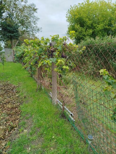 Sprzedam działkę ogrodowa ROD Nowa Sól