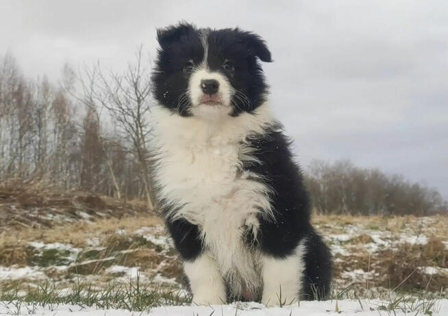 Rasowa Suczka BORDER COLLIE z Hodowli - Szczenię z pełną dok