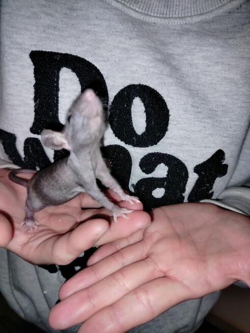 Szczur Szczurek Szczury Szczurki Młode