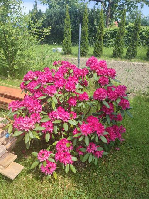 Działka ogrodowa ROD Kwitnących Jabłoni w Koszalinie