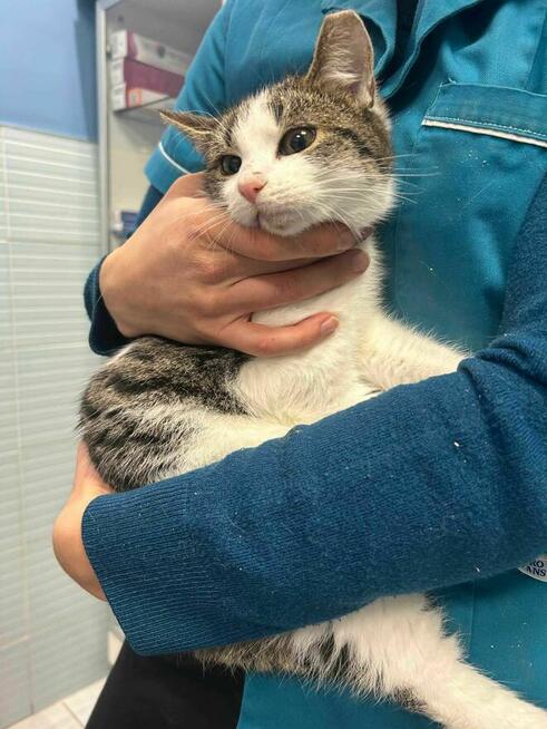 Kociak Uzi szuka domu -schronisko Zgierz -aktualne