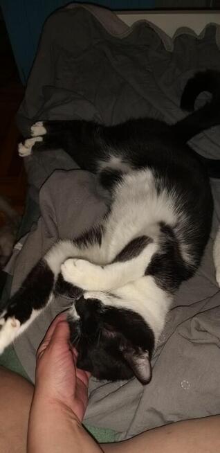 1,5 roczny miziasty Czarek szuka kochającego domu