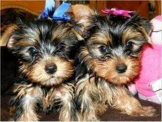 Yorkshire Terrier
