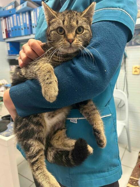 Kociak Ula szuka domu -schronisko Zgierz-aktualne