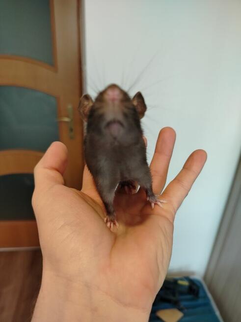 Szczur Szczurek Szczury Szczurki Młode