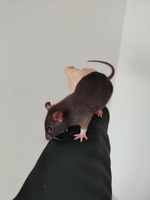 Szczur Szczurek Szczury Szczurki Młode