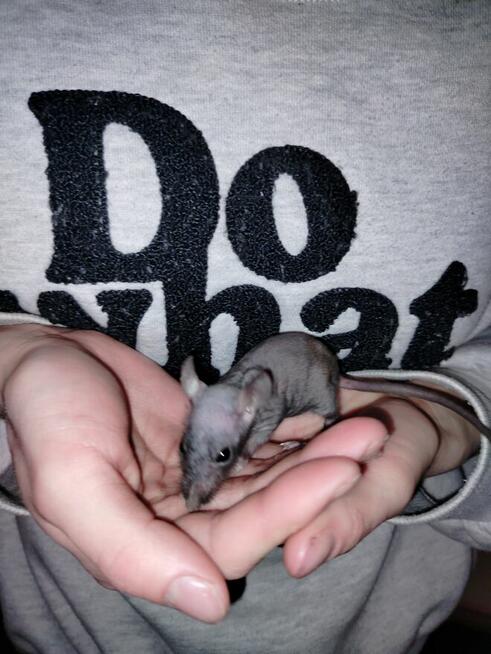 Szczur Szczurek Szczury Szczurki Młode