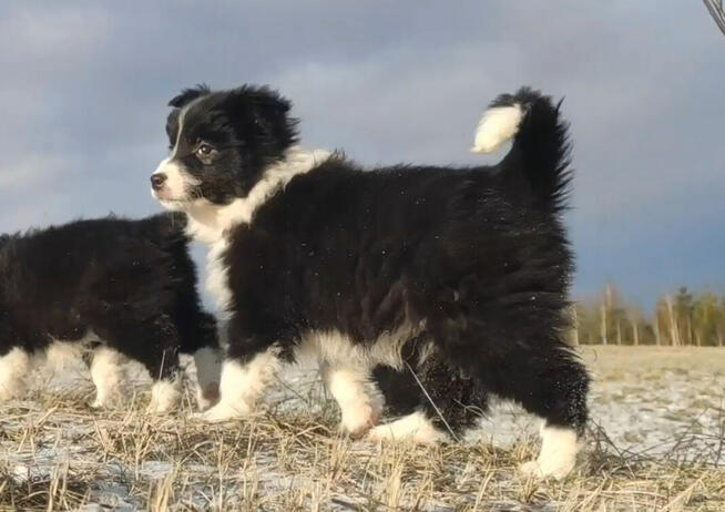 Rasowa Suczka BORDER COLLIE z Hodowli - Szczenię z pełną dok