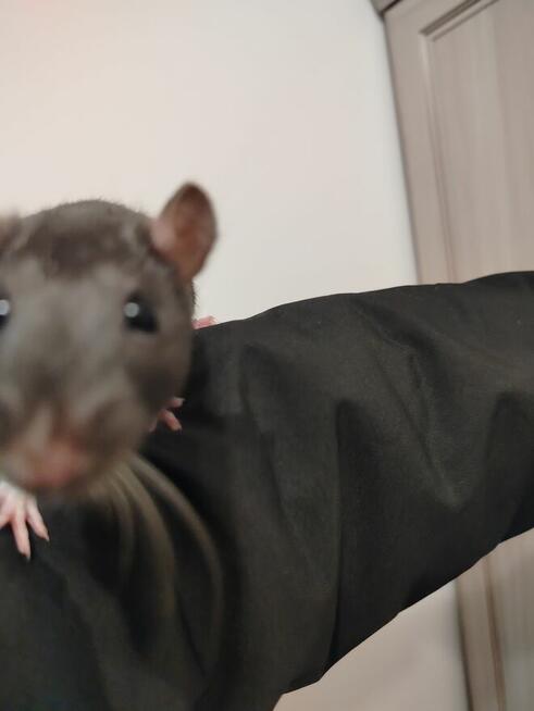 Szczur Szczurek Szczury Szczurki Młode