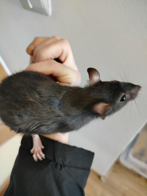 Szczur Szczurek Szczury Szczurki Młode