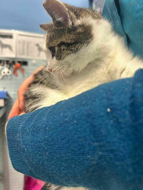 Kociak Uzi szuka domu -schronisko Zgierz -aktualne