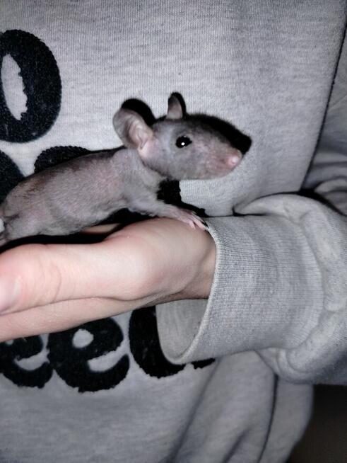 Szczur Szczurek Szczury Szczurki Młode