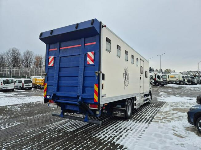 Volvo FM 7 / DO PRZEWOZU BYDŁA I KONI / 5 MIEJSC DLA KONI