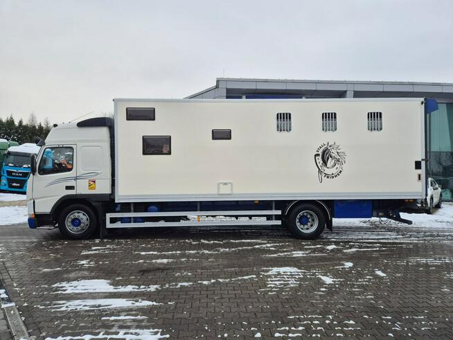 Volvo FM 7 / DO PRZEWOZU BYDŁA I KONI / 5 MIEJSC DLA KONI