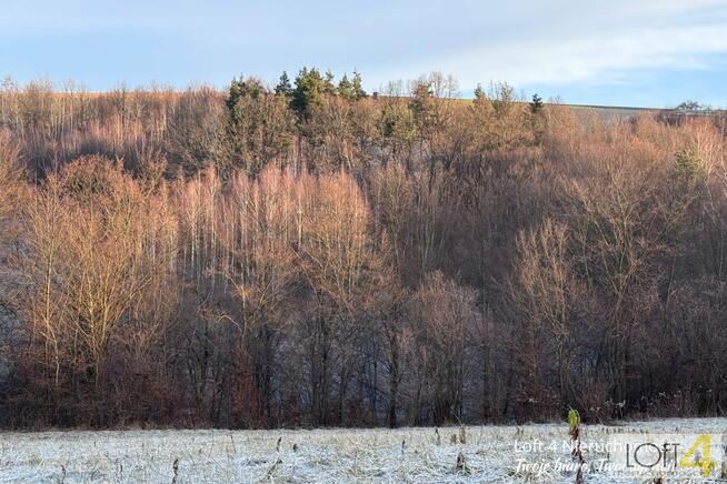 Działka leśna Rzepiennik Strzyżewski