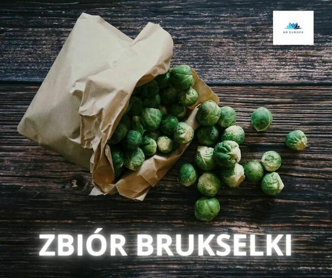 Zbiór brukselki - Niemcy 1msc, Pozdrawiamy