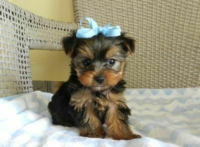 Yorkshire Terrier
