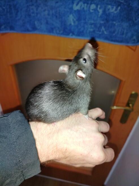 Szczur Szczurek Szczury Szczurki Młode