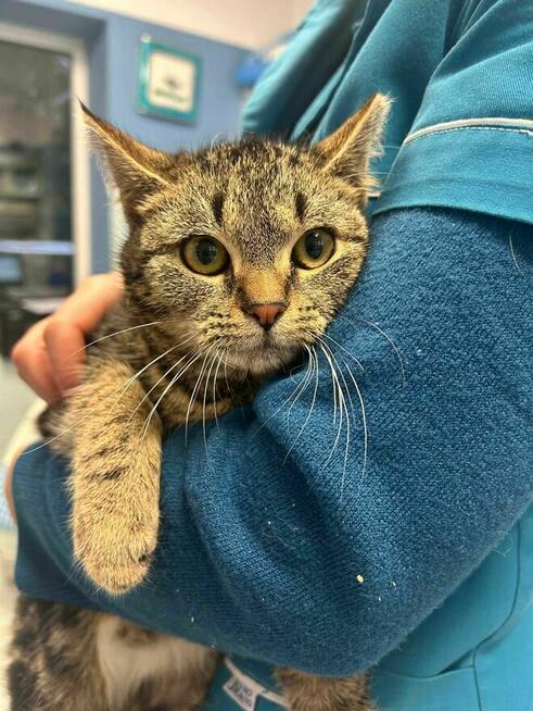 Kociak Ula szuka domu -schronisko Zgierz-aktualne