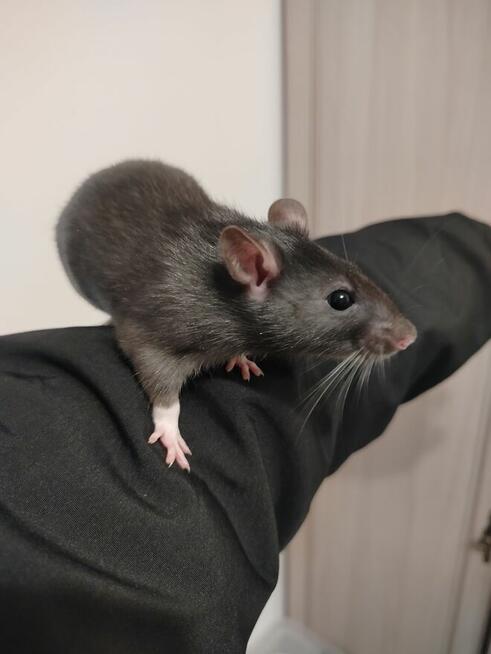 Szczur Szczurek Szczury Szczurki Młode