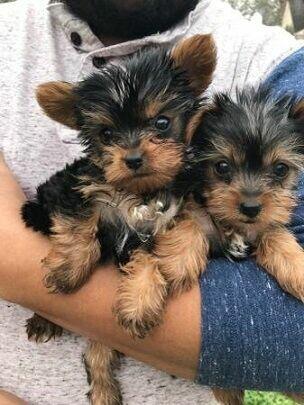 Yorkshire Terrier