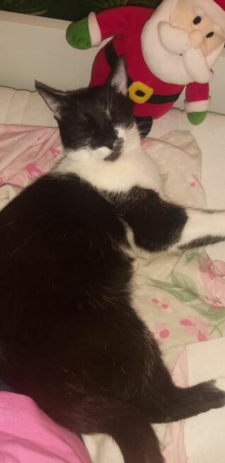 1,5 roczny miziasty Czarek szuka kochającego domu