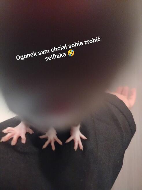 Szczur Szczurek Szczury Szczurki Młode