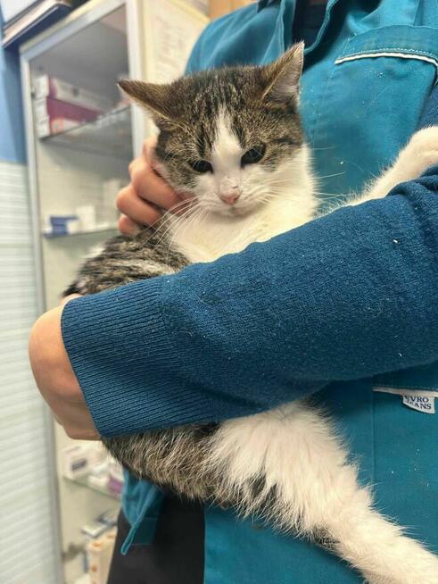 Kociak Uzi szuka domu -schronisko Zgierz -aktualne