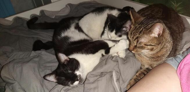 1,5 roczny miziasty Czarek szuka kochającego domu