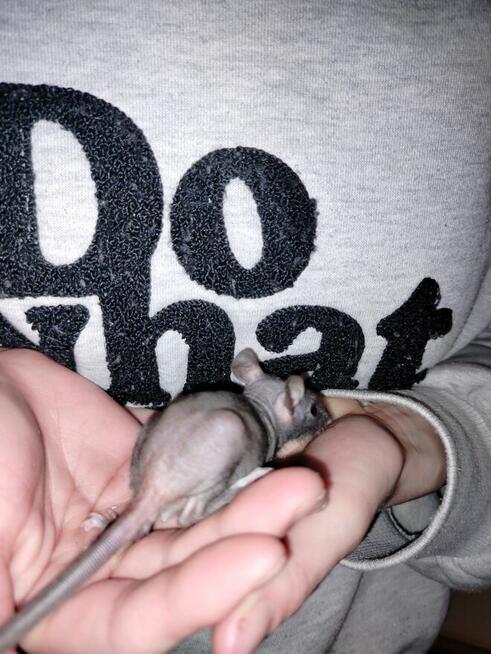 Szczur Szczurek Szczury Szczurki Młode