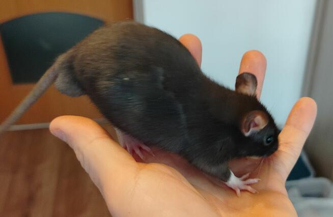 Szczur Szczurek Szczury Szczurki Młode