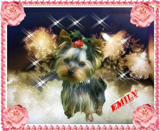 York, Yorkshire Terrier!Elitarne MINI Cudeńko XXS dla VIPów