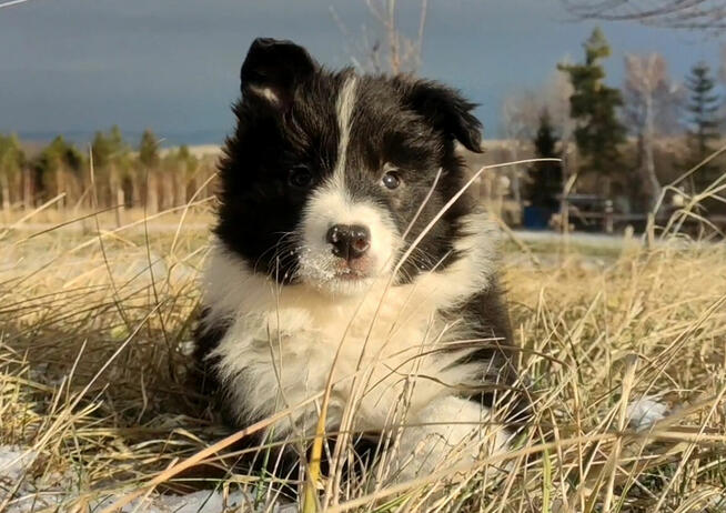 Rasowa Suczka BORDER COLLIE z Hodowli - Szczenię z pełną dok