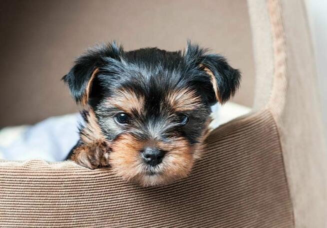 Yorkshire Terrier