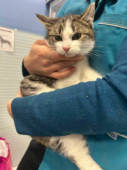 Kociak Uzi szuka domu -schronisko Zgierz -aktualne