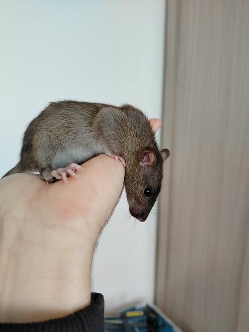 Szczur Szczurek Szczury Szczurki Młode