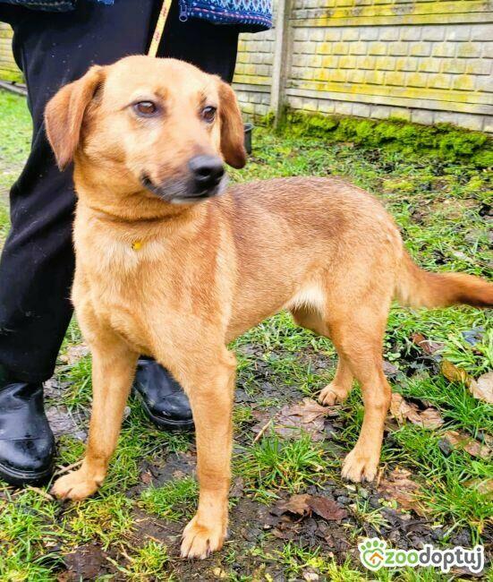 LIPKA - super wesoła, kochana sunia do adopcji