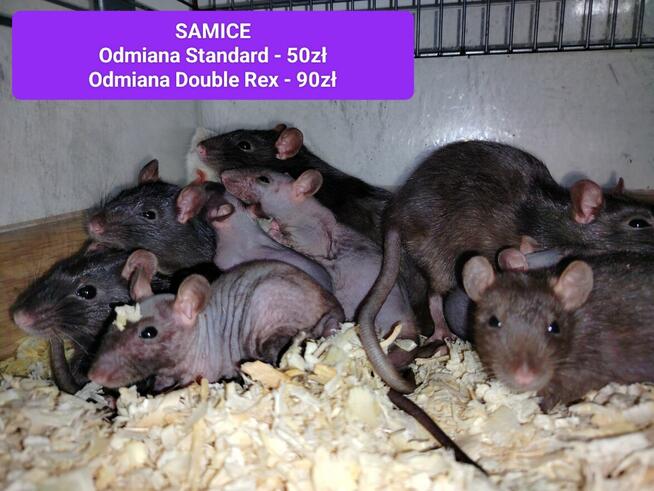 Szczur Szczurek Szczury Szczurki Młode