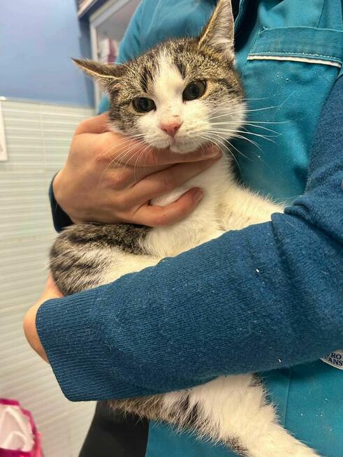 Kociak Uzi szuka domu -schronisko Zgierz -aktualne