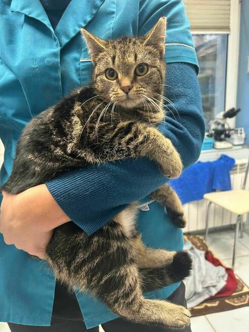 Kociak Ula szuka domu -schronisko Zgierz-aktualne