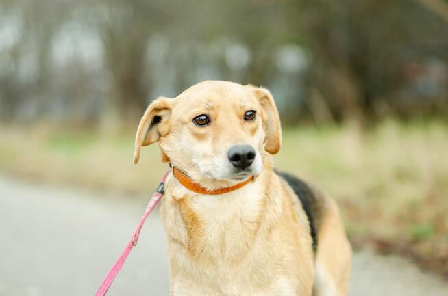 Kira - łagodna, przyjazna sunia BŁAGA o dom!