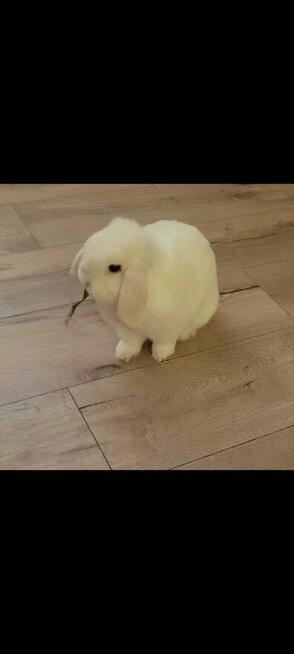 mini lop