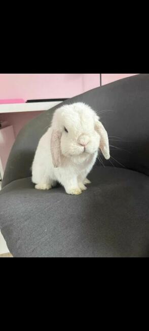mini lop