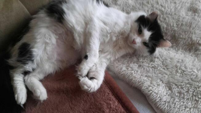 Długowłosy słodziak Funio 11 mies.