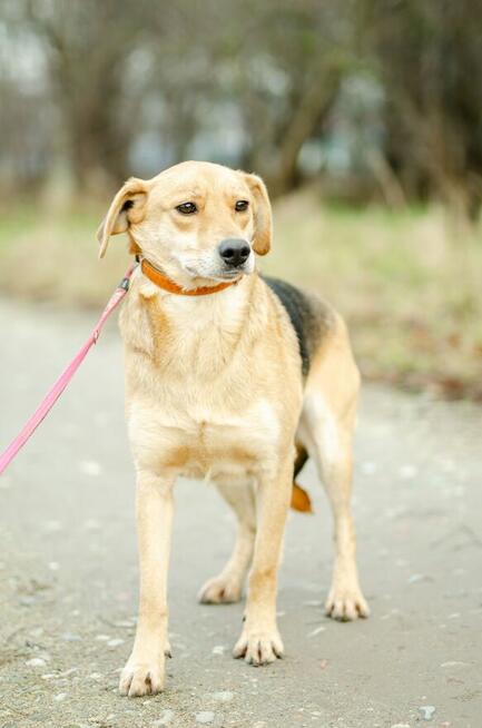 Kira - łagodna, przyjazna sunia BŁAGA o dom!