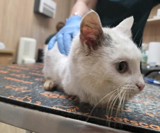 Kotka Łapka do oddania