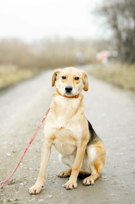 Kira - łagodna, przyjazna sunia BŁAGA o dom!