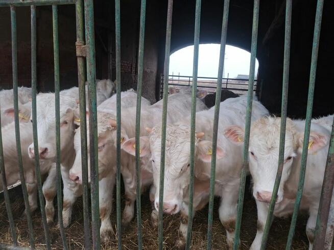 Sprzedam jałówki rasy charolaise